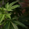 Finding Relief: How CBD Is Helping Kalamazoo Residents Manage Pain Naturally