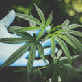 CBD For Pain Management In Omaha: Why It’s A Game Changer