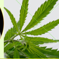 Can cbd intensify pain?