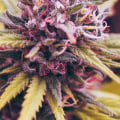 Which cbd flower is best for pain?