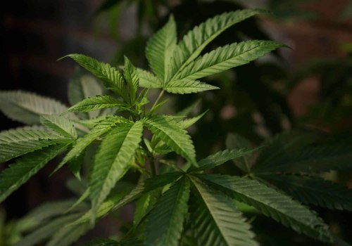 Finding Relief: How CBD Is Helping Kalamazoo Residents Manage Pain Naturally