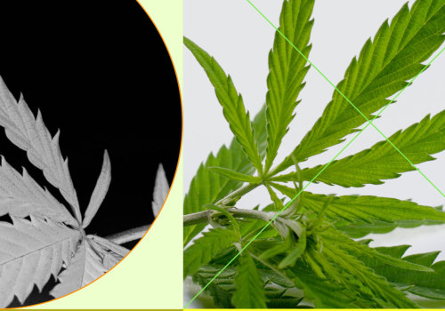 Can cbd intensify pain?