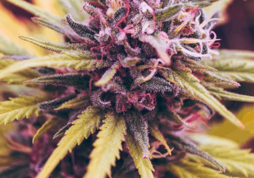 Which cbd flower is best for pain?
